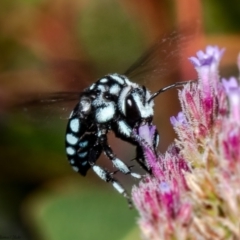 Thyreus caeruleopunctatus at Macgregor, ACT - 12 Mar 2022