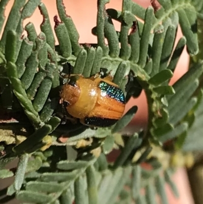 Calomela parilis (Leaf beetle) at Hackett, ACT - 12 Mar 2022 by Pirom