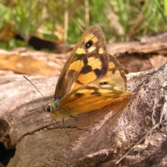 Heteronympha penelope (Shouldered Brown) at Paddys River, ACT - 12 Mar 2022 by MatthewFrawley