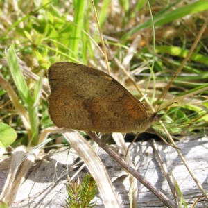 Heteronympha merope at Paddys River, ACT - 12 Mar 2022 10:06 AM