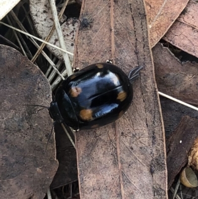 Paropsisterna octosignata (Eucalyptus leaf beetle) at Flea Bog Flat to Emu Creek Corridor - 12 Mar 2022 by Dora