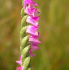 Spiranthes australis (Austral Ladies Tresses) at Paddys River, ACT - 12 Mar 2022 by MatthewFrawley