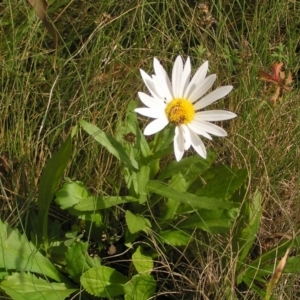 Leucanthemum x superbum at Tharwa, ACT - 12 Mar 2022 10:51 AM