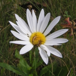 Leucanthemum x superbum at Tharwa, ACT - 12 Mar 2022 10:51 AM