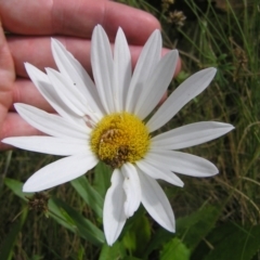 Leucanthemum x superbum at Tharwa, ACT - 12 Mar 2022 10:51 AM