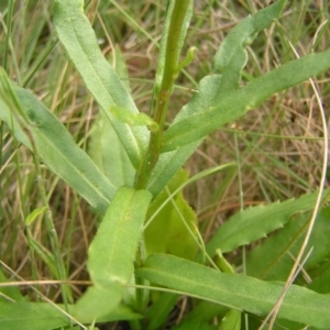 Leucanthemum x superbum at Tharwa, ACT - 12 Mar 2022 10:51 AM