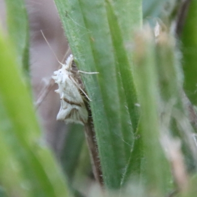 Heliocosma argyroleuca (A tortrix or leafroller moth) at Hughes, ACT - 12 Mar 2022 by LisaH