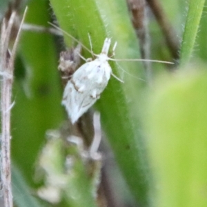 Heliocosma argyroleuca at Hughes, ACT - 12 Mar 2022 05:48 PM