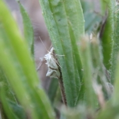 Heliocosma argyroleuca at Hughes, ACT - 12 Mar 2022