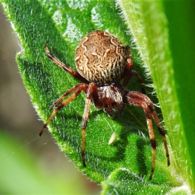 Salsa fuliginata (Sooty Orb-weaver) at Namadgi National Park - 12 Mar 2022 by JohnBundock