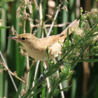 Acrocephalus australis (Australian Reed-Warbler) at Isabella Plains, ACT - 12 Mar 2022 by RodDeb