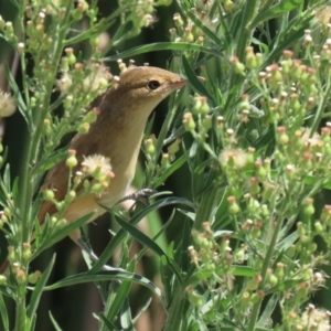 Acrocephalus australis at Isabella Plains, ACT - 12 Mar 2022