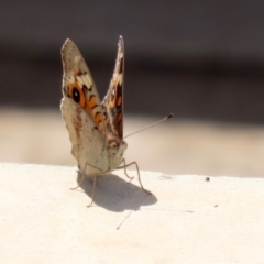 Junonia villida (Meadow Argus) at Isabella Plains, ACT - 12 Mar 2022 by RodDeb