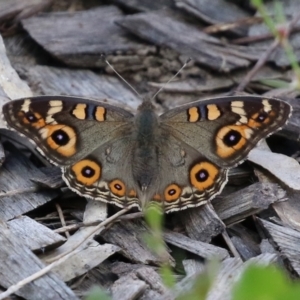 Junonia villida at Isabella Plains, ACT - 12 Mar 2022 02:04 PM