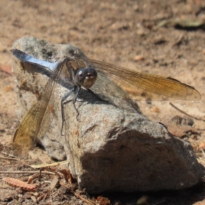 Orthetrum caledonicum at Isabella Plains, ACT - 12 Mar 2022