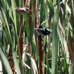 Malurus cyaneus (Superb Fairywren) at Isabella Plains, ACT - 12 Mar 2022 by RodDeb