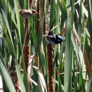 Malurus cyaneus at Isabella Plains, ACT - 12 Mar 2022