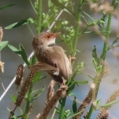 Malurus cyaneus at Isabella Plains, ACT - 12 Mar 2022