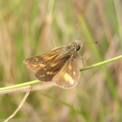 Taractrocera papyria (White-banded Grass-dart) at Paddys River, ACT - 12 Mar 2022 by MatthewFrawley