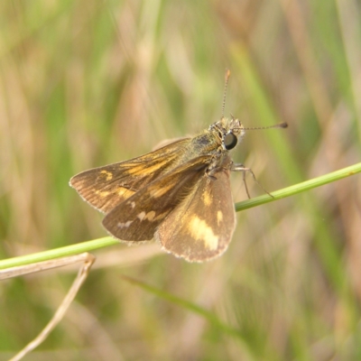 Taractrocera papyria (White-banded Grass-dart) at Paddys River, ACT - 12 Mar 2022 by MatthewFrawley