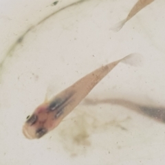 Gambusia holbrooki (Gambusia, Plague minnow, Mosquito fish) at ANBG - 12 Mar 2022 by MatthewFrawley
