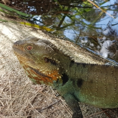 Intellagama lesueurii howittii (Gippsland Water Dragon) at ANBG - 12 Mar 2022 by MatthewFrawley