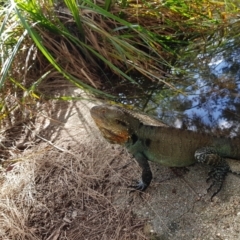 Intellagama lesueurii howittii at Acton, ACT - 12 Mar 2022 04:27 PM