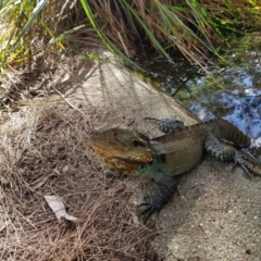 Intellagama lesueurii howittii at Acton, ACT - 12 Mar 2022