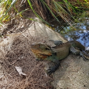 Intellagama lesueurii howittii at Acton, ACT - 12 Mar 2022 04:27 PM