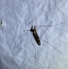 Ischnotoma (Ischnotoma) eburnea (A Crane Fly) at Numeralla, NSW - 11 Mar 2022 by Steve_Bok