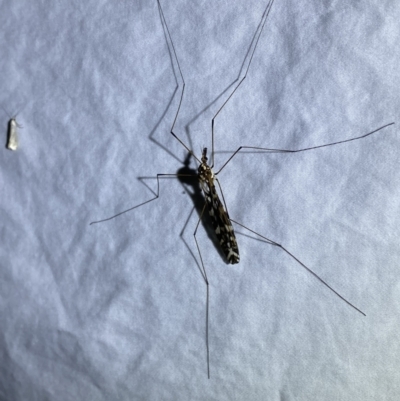 Ischnotoma (Ischnotoma) eburnea (A Crane Fly) at Numeralla, NSW - 12 Mar 2022 by SteveBorkowskis