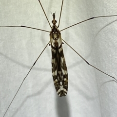 Ischnotoma (Ischnotoma) eburnea at Numeralla, NSW - 12 Mar 2022