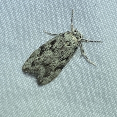 Lichenaula sp nr calligrapha at Numeralla, NSW - 12 Mar 2022 by SteveBorkowskis