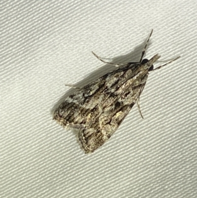 Scoparia oxygona (A Pyralid moth) at Numeralla, NSW - 12 Mar 2022 by SteveBorkowskis