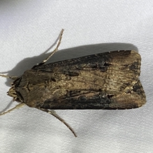 Agrotis ipsilon at Numeralla, NSW - suppressed