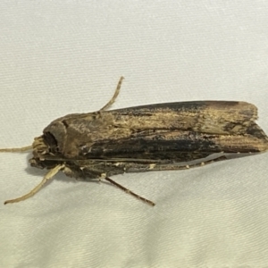 Agrotis ipsilon at Numeralla, NSW - suppressed