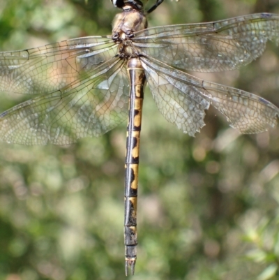 Hemicordulia australiae (Australian Emerald) at Murrumbateman, NSW - 11 Mar 2022 by SimoneC