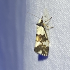 Philenora irregularis (Lithosiini) at Numeralla, NSW - 11 Mar 2022 by SteveBorkowskis