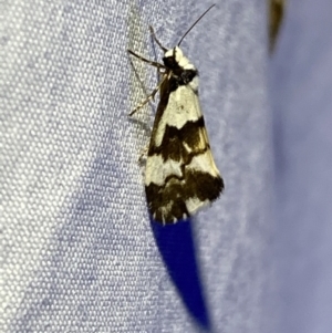 Philenora irregularis at Numeralla, NSW - suppressed