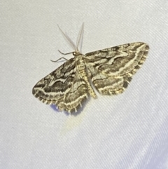 Selidosema leucoplecta (Intricate Bark Moth) at Numeralla, NSW - 11 Mar 2022 by Steve_Bok