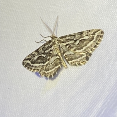 Selidosema leucoplecta (Intricate Bark Moth) by SteveBorkowskis