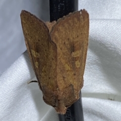 Dasygaster padockina (Tasmanian Cutworm) at Numeralla, NSW - 11 Mar 2022 by Steve_Bok