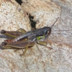 Kosciuscola cognatus (A grasshopper) at Paddys River, ACT - 11 Mar 2022 by Christine