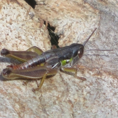 Kosciuscola cognatus (A grasshopper) at Paddys River, ACT - 11 Mar 2022 by Christine