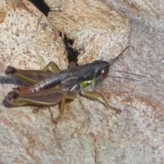 Kosciuscola cognatus at Paddys River, ACT - 11 Mar 2022 02:57 PM