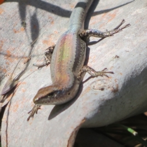 Lampropholis guichenoti at Paddys River, ACT - 11 Mar 2022