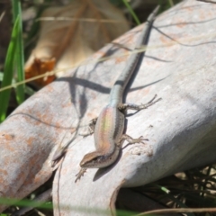 Lampropholis guichenoti at Paddys River, ACT - 11 Mar 2022