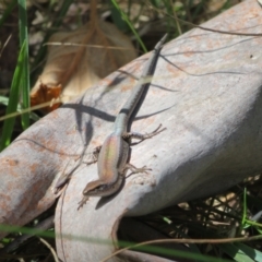 Lampropholis guichenoti at Paddys River, ACT - 11 Mar 2022