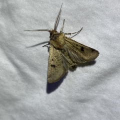 Agrotis porphyricollis (Variable Cutworm) at Numeralla, NSW - 11 Mar 2022 by Steve_Bok