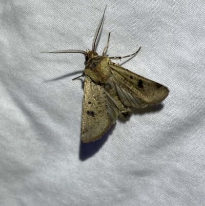 Agrotis porphyricollis (Variable Cutworm) at Numeralla, NSW - 11 Mar 2022 by SteveBorkowskis